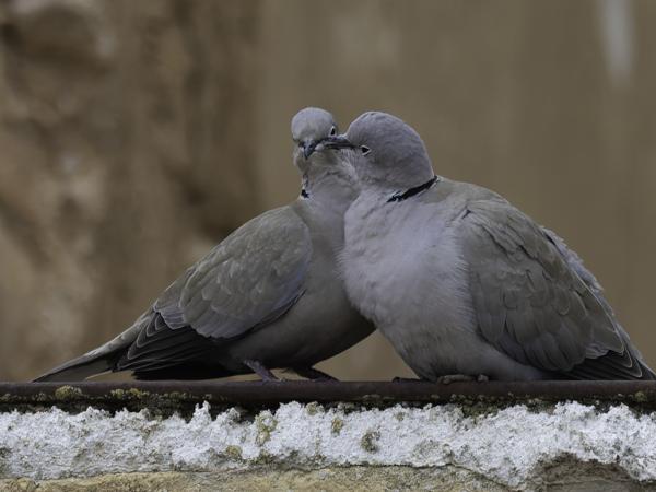 <h3><a href="/trips/ebro/biota/animalia/chordata/aves/026 columbiformes/001 columbidae/streptopelia decaocto/streptopelia decaocto-nl.html">Streptopelia&nbsp;decaocto</a> / Eurasian&nbsp;collared&nbsp;dove / Turkse&nbsp;tortel</h3>OM-1 Mark II met OLYMPUS M.300mm F4.0, 1/2000 sec  bij F4.0, ISO 4000, afstand 25.5&nbsp;m